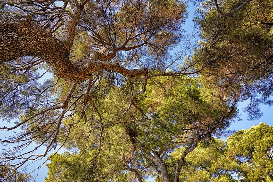 Baum